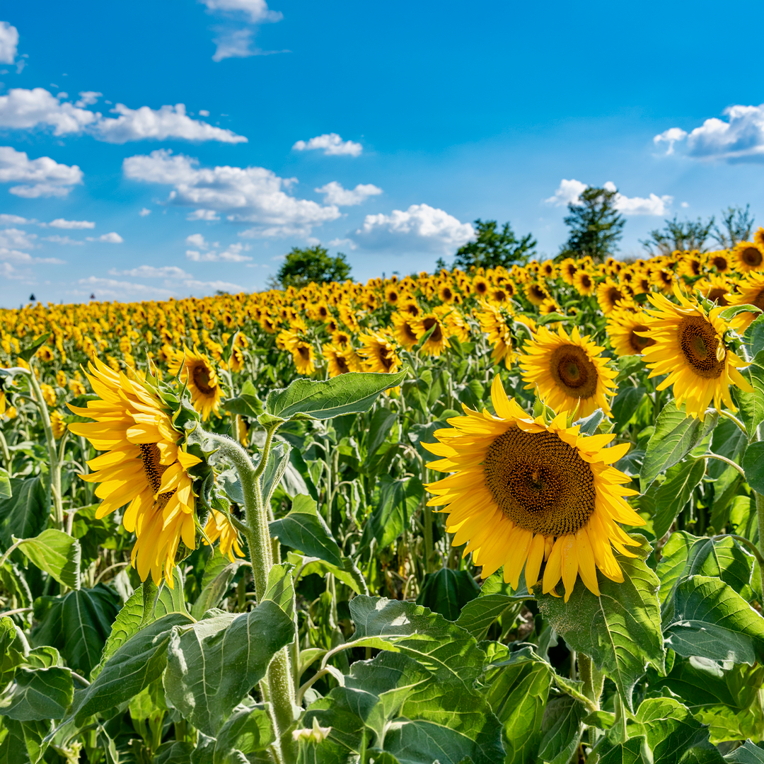 Konya’da Yağlık ve Çerezlik Ayçiçek Tohumu Satışı
