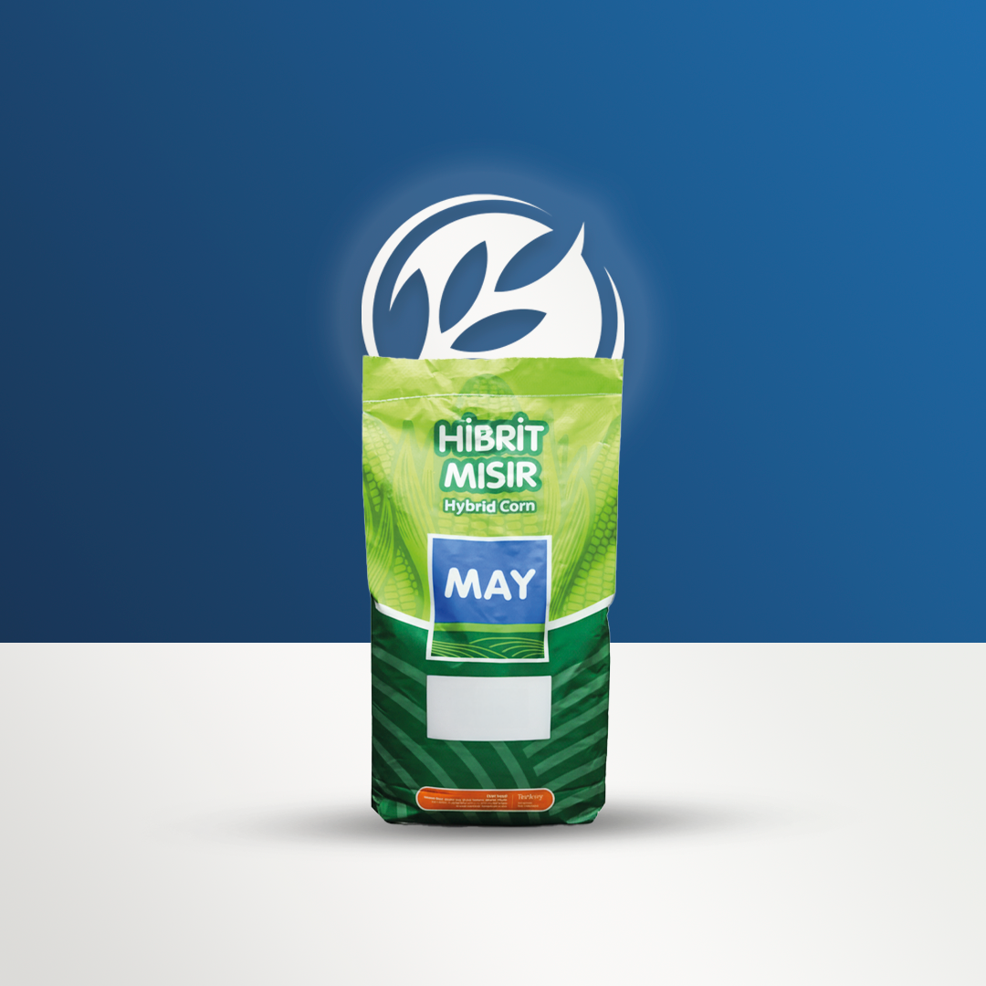 INFORMATIKA Mısır Tohumu