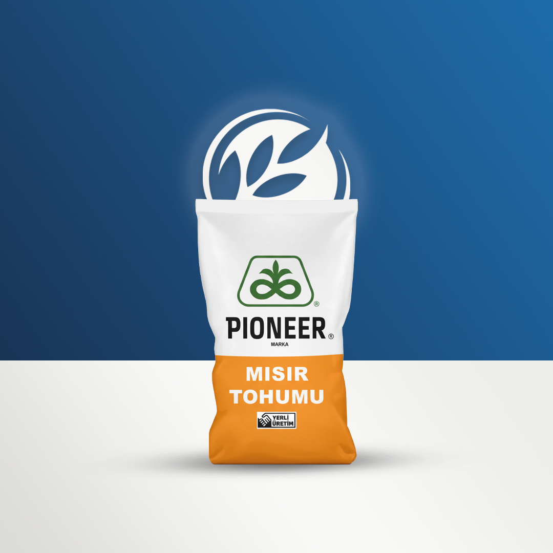 P0937 Mısır Tohumu